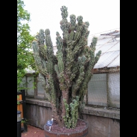 Cactus - Cereus Repandus f. Monstruosus (fam Cactecees) (Venezuela) (3)